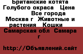 Британские котята Голубого окраса › Цена ­ 8 000 - Все города, Москва г. Животные и растения » Кошки   . Самарская обл.,Самара г.